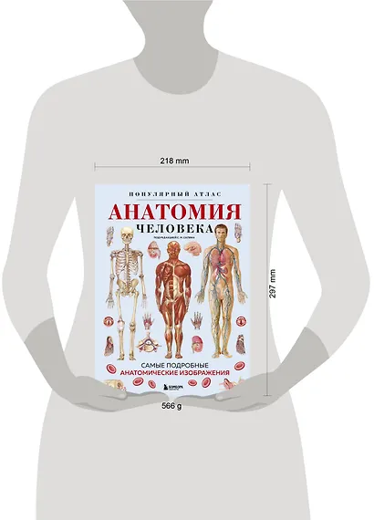 Анатомия человека. Популярный атлас. Самые подробные анатомические изображения - фото 13
