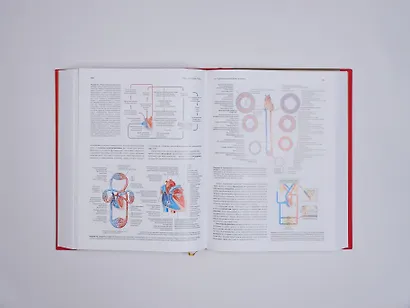 Анатомия человека. Эксклюзивное издание с 50-летней историей. Том 1 - фото 14