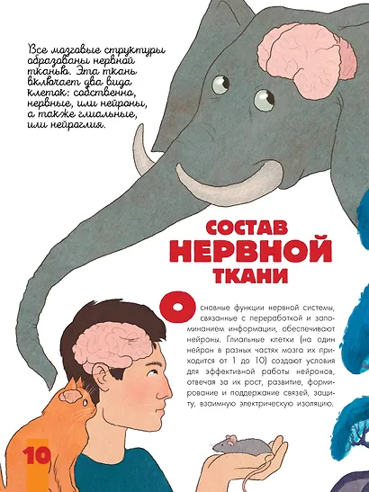 Мозг и нервная система - фото 9