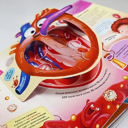 Анатомия. Книжка-панорамка - фото 4