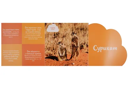 Кто прячется в пустыне? - фото 5