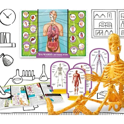 Игровой набор Lisciani. Изучаем тело человека - фото 3