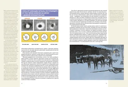 Искусство и восприятие. Биология зрения - фото 7