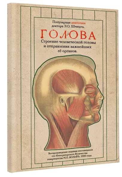 Голова. Строение человеческой головы и отправления важнейших её органов - фото 3