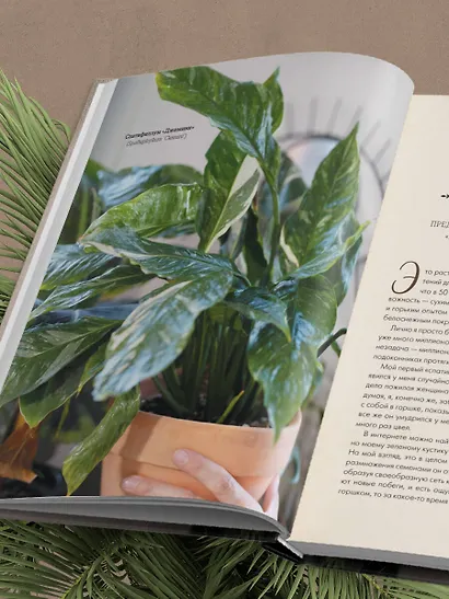 Секреты комнатных джунглей. О чем молчат растения и как понять, что им нужно на самом деле - фото 13