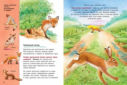 Как живут кролики и зайцы. Познавательные истории - фото 4