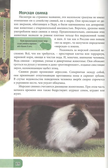 ЭНЦИКЛОПЕДИЯ. В МИРЕ ЗНАНИЙ. ДОМАШНИЕ ЖИВОТНЫЕ - фото 5