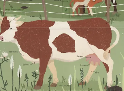 Животные снаружи и внутри - фото 6