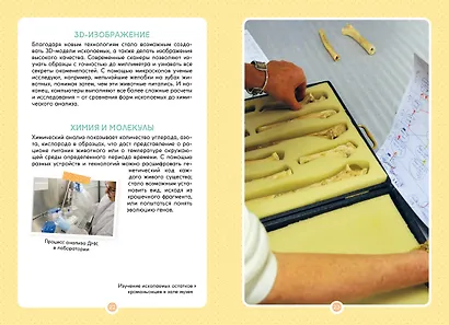 Древний мир. Окаменелости. Животные и растения. Наши предки - фото 15