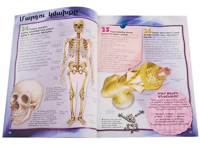 100 фактов. Тело человека (на армянском языке) - фото 6