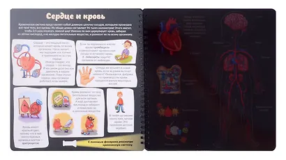 Как устроено твое тело. Увлекательное путешествие с фонариком - фото 3