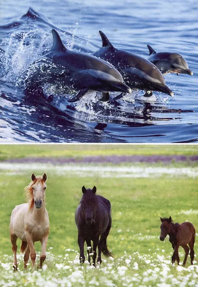 Животные и их детёныши. Книга для самых маленьких - фото 3