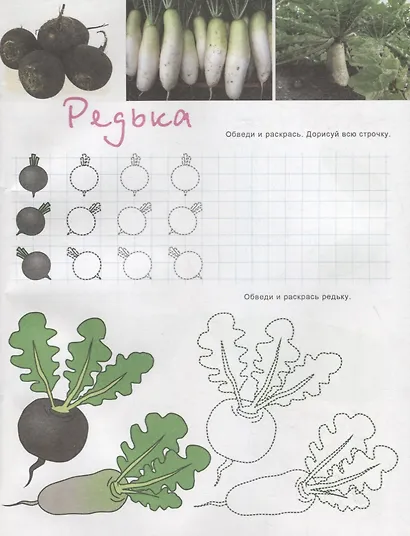 Овощи. Познавательные прописи. Для детей 4-6 лет - фото 3