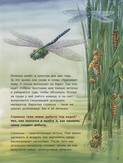 Лягушонок и его соседи. Познавательные истории - фото 3