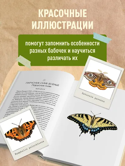 Бабочки! Маленькая энциклопедия. Обаятельная книжка о красивом существе - фото 6