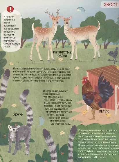 Энциклопедия с окошками (ЦК) Хвост не прост - фото 4