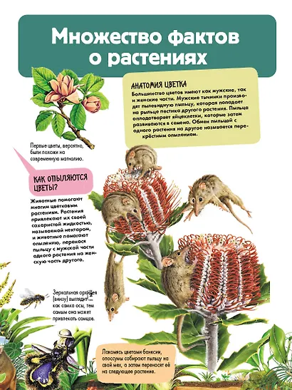 Растения - фото 9