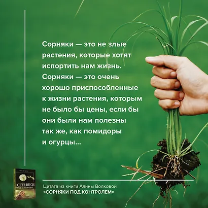 Сорняки под контролем. Избавляемся от нежелательных соседей - фото 6