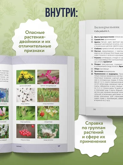 Лечебные травы. Иллюстрированный справочник-определитель - фото 6