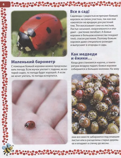 Большая книга о насекомых. Иллюстрированная энциклопедия - фото 5