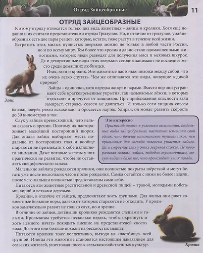 Животные России. Энциклопедия - фото 4