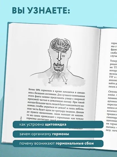 Страсти по щитовидке. Аутоиммунный тиреоидит, гипотиреоз: почему иммунитет работает против нас? - фото 7