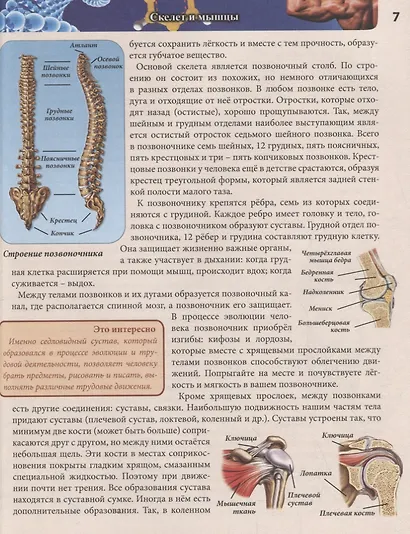 Тело человека. Энциклопедия - фото 6
