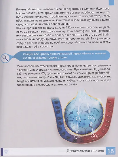 Тело человека: энциклопедия - фото 4