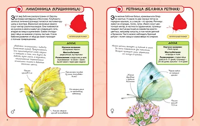 Насекомые - фото 3