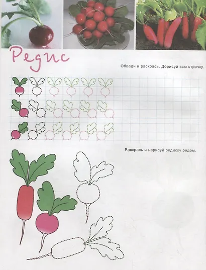 Овощи. Познавательные прописи. Для детей 4-6 лет - фото 2