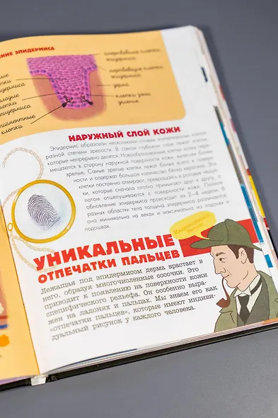 Человек. Исследуем тело и мозг человека - фото 11