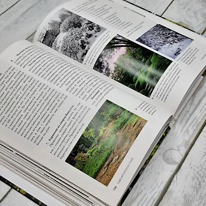 Сад в японском стиле. От идеи до воплощения - фото 14