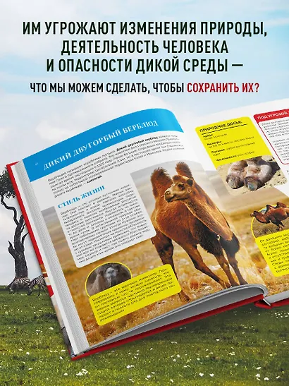 Красная книга мира. Большой формат. Более 500 уникальных иллюстраций и фактов (новое издание) - фото 5