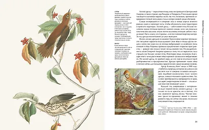 Восхитительные птицы - фото 5