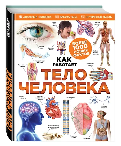Тело человека - фото 3