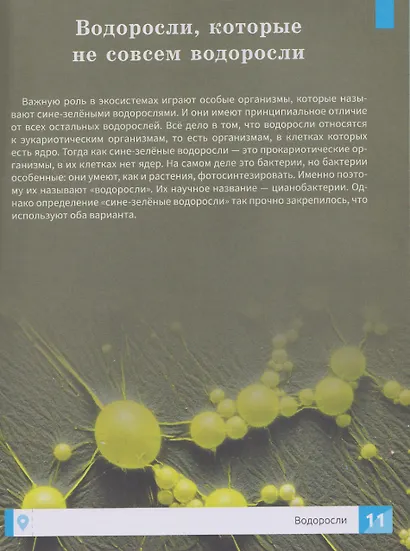 Растения: энциклопедия - фото 4