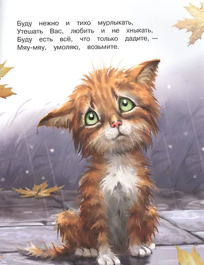 Мяу-мяу, просим вас: не пройдите мимо нас - фото 4