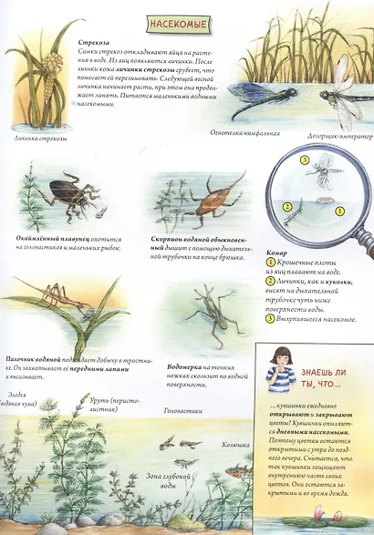 Животные и растения рек, озёр и морей. BIObook А. Толмачёва - фото 9
