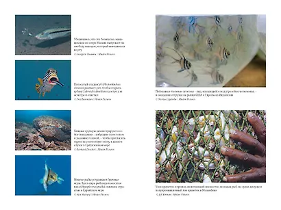 Что знает рыба. Внутренний мир наших подводных собратьев - фото 6