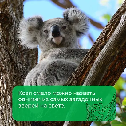 Хюгге от коал. Жизнь среди деревьев - фото 5