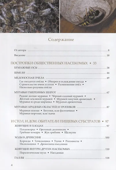 Пчелы, осы, пауки и другие строители - фото 2