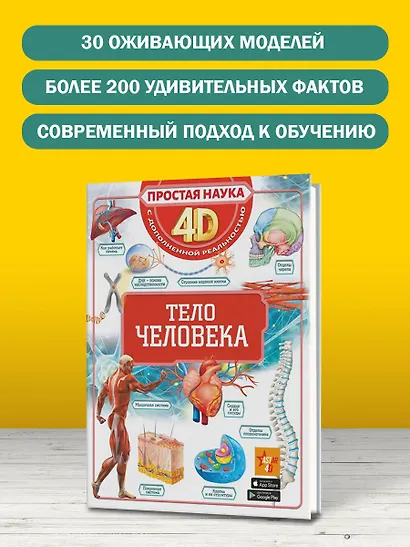 Тело человека - фото 4