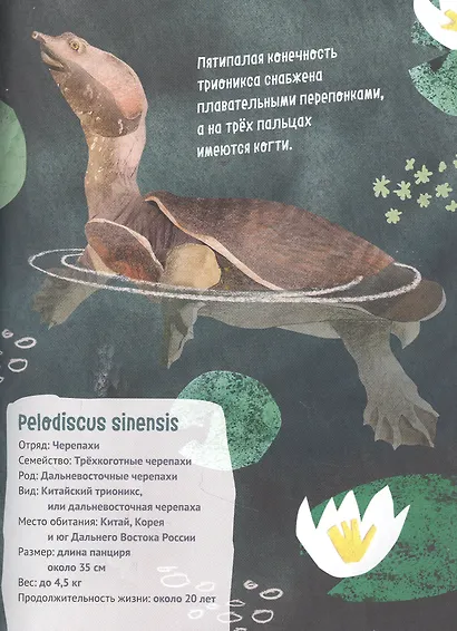 Великолепная десятка. Черепахи - фото 2