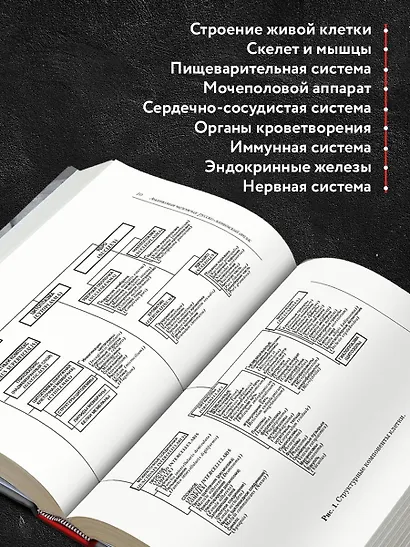 Анатомия человека: Русско-латинский атлас с QR-кодами на цветные изображения - фото 6
