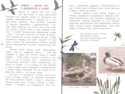 Наши птицы.Определитель для детей - фото 4