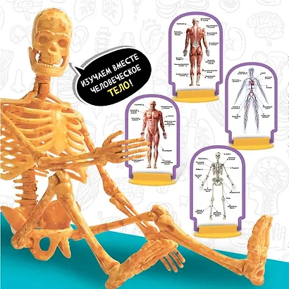 Игровой набор Lisciani. Изучаем тело человека - фото 2