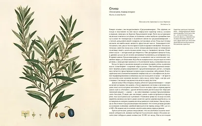 Выдающиеся растения, которые изменили нашу жизнь - фото 11