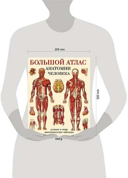 Большой атлас  анатомии человека - фото 7