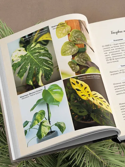 Секреты комнатных джунглей. О чем молчат растения и как понять, что им нужно на самом деле - фото 11