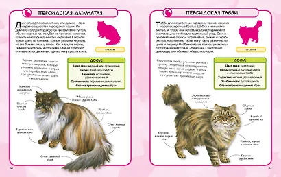 Кошки - фото 7